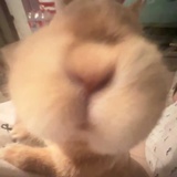 啦
