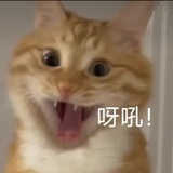 噜噜鱼