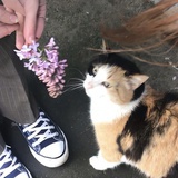 Ⅶ