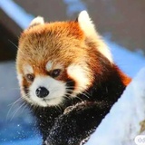 鹅鹅鹅
