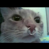 派派ppie