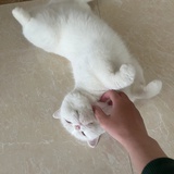 不能没有豆仔