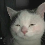 肥猫罐头