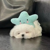 金牛座简