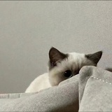 线条流畅型