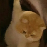 kukuma