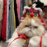 吃不吃大虾