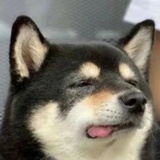 呼噜噜噜噜吖