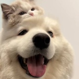 呵额禾