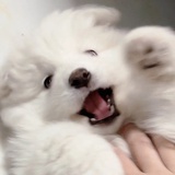 小狗。