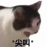 宠成小猫咪啦