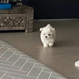给个面子