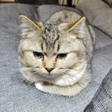 我胖故我在