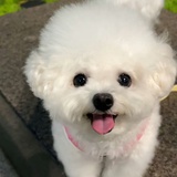 迷你小壮士