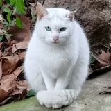 喜鹊踢正步