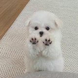 罐装