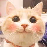 CC
