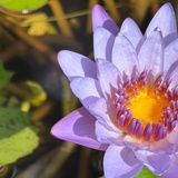人淡如菊