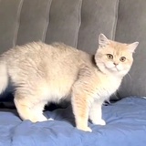 喷火龙