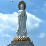 苞柚舜梨