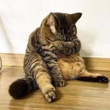 可怜半冷