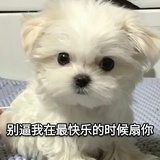 不是老师是老斯