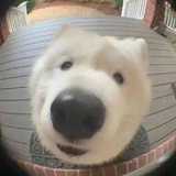 可恶啊可恶