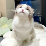 库洛susu