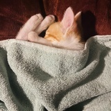 肉卷猪