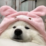 手打芋泥奶耶