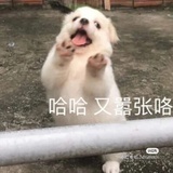 嘿哈