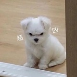 植树达人