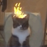 ✨