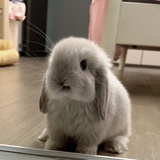 nini