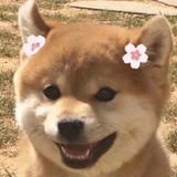 栀香奶奶