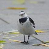 鹡鸰