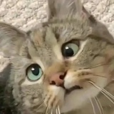 系椿椿鸭