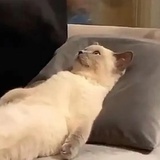 柠檬蜂蜜