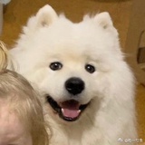 托马斯的小火车