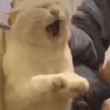 一介猫生