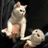 樂