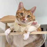 我的猫