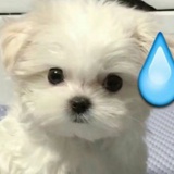 吃饱了就犯困