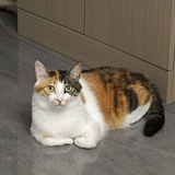 小游