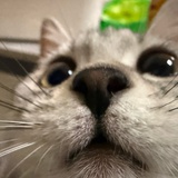 oyo-