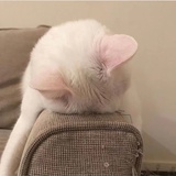 杨二喵