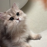 待处理小草莓