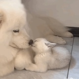 艾琳lai