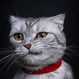 小猫球