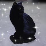 新手猫奴